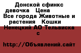 Донской сфинкс девочка › Цена ­ 15 000 - Все города Животные и растения » Кошки   . Ненецкий АО,Тельвиска с.